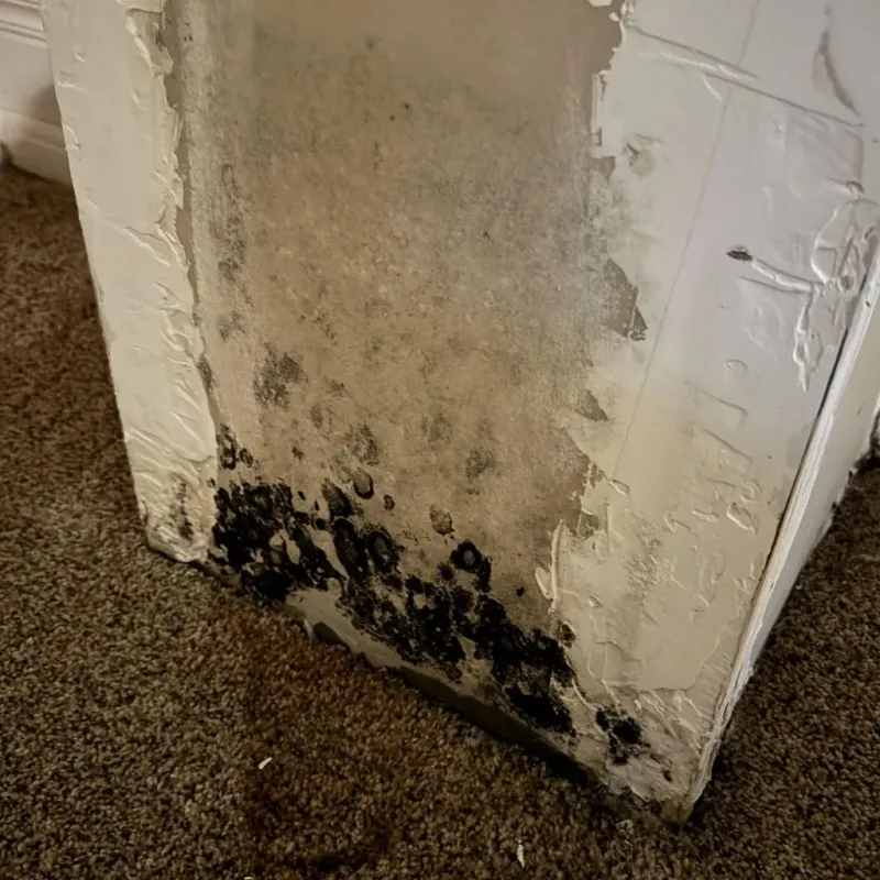 Professional Mold Removal in Edmonson County, KY